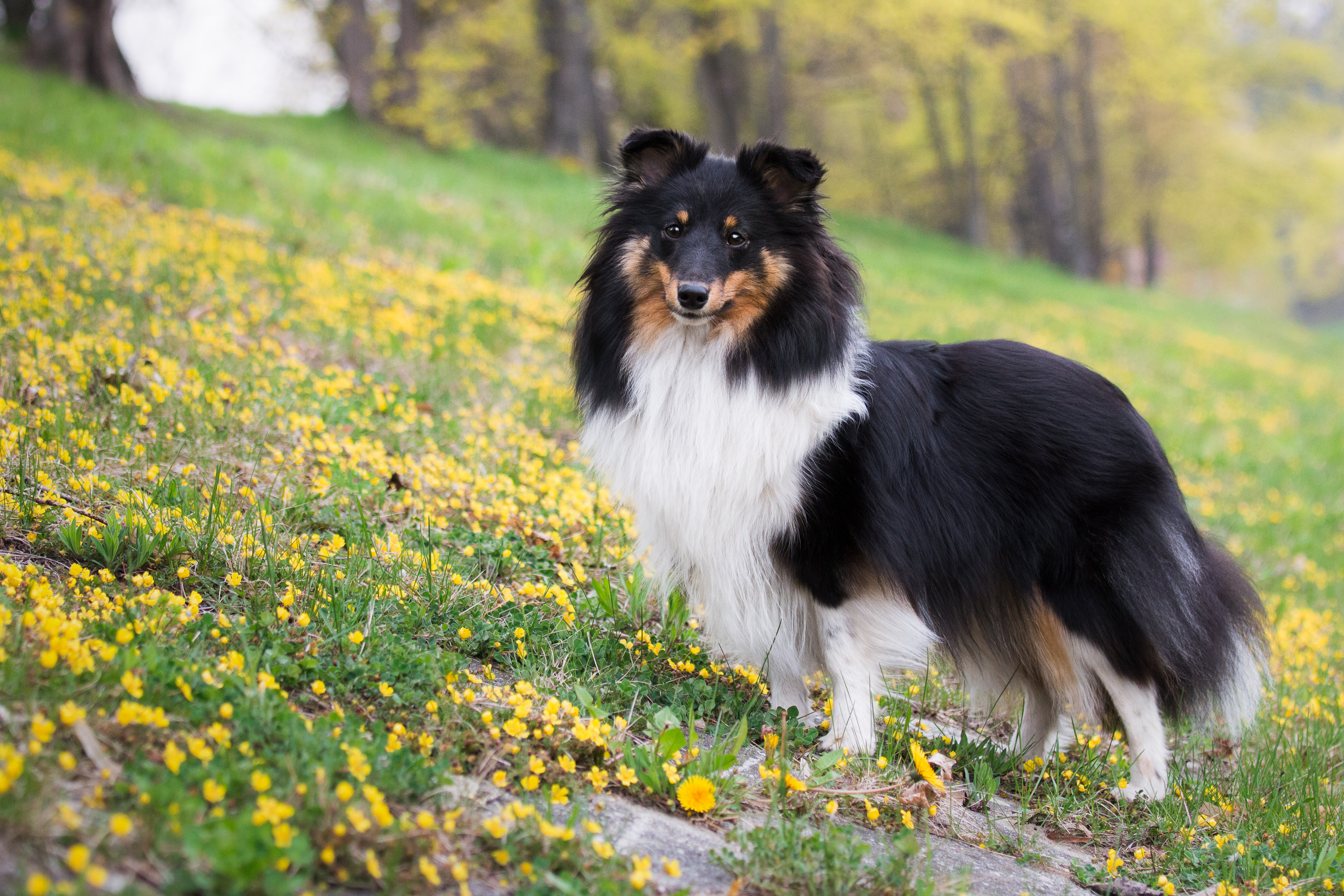 Angie Zlato Valašska